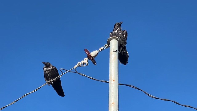 Common Raven - ML646395730