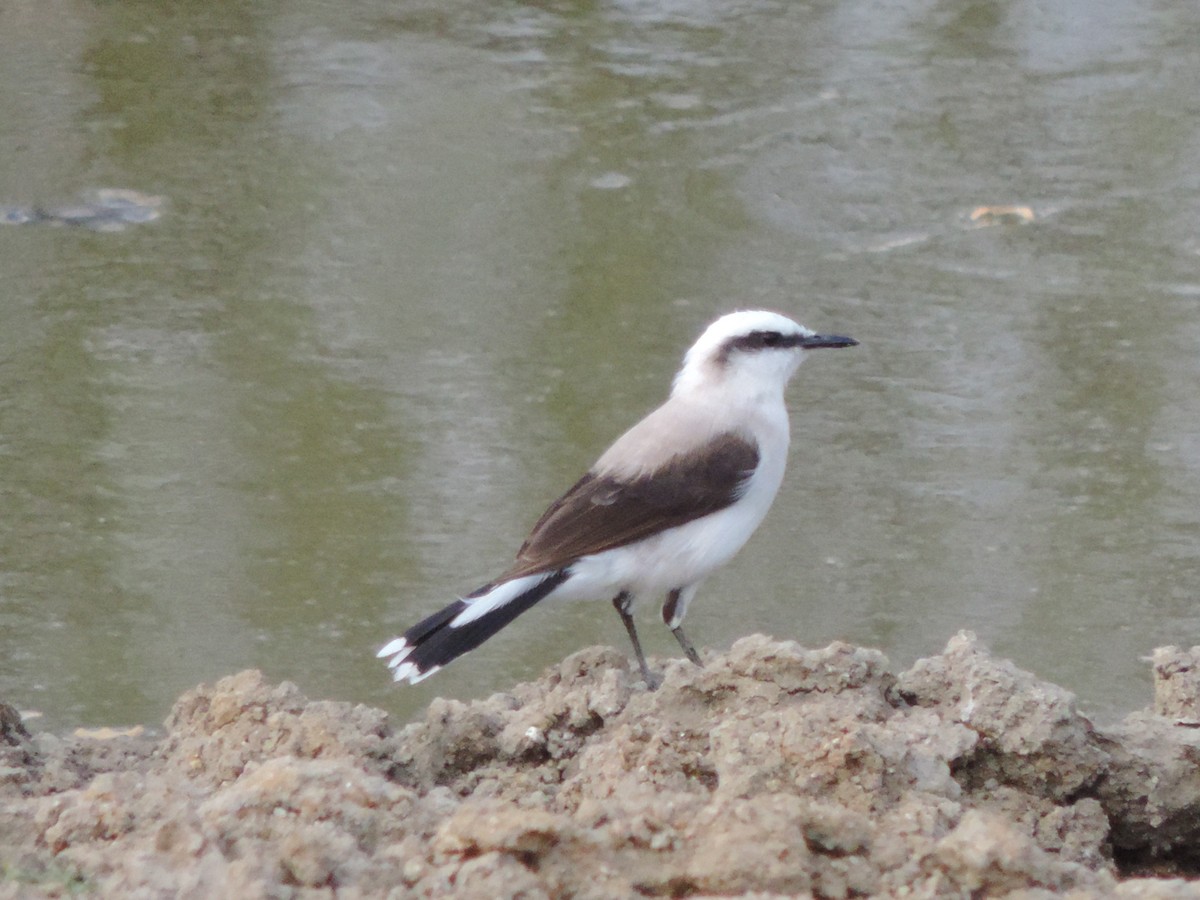 Masked Water-Tyrant - ML646395731