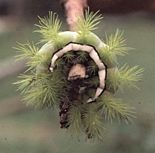 חרקים - ML646395732