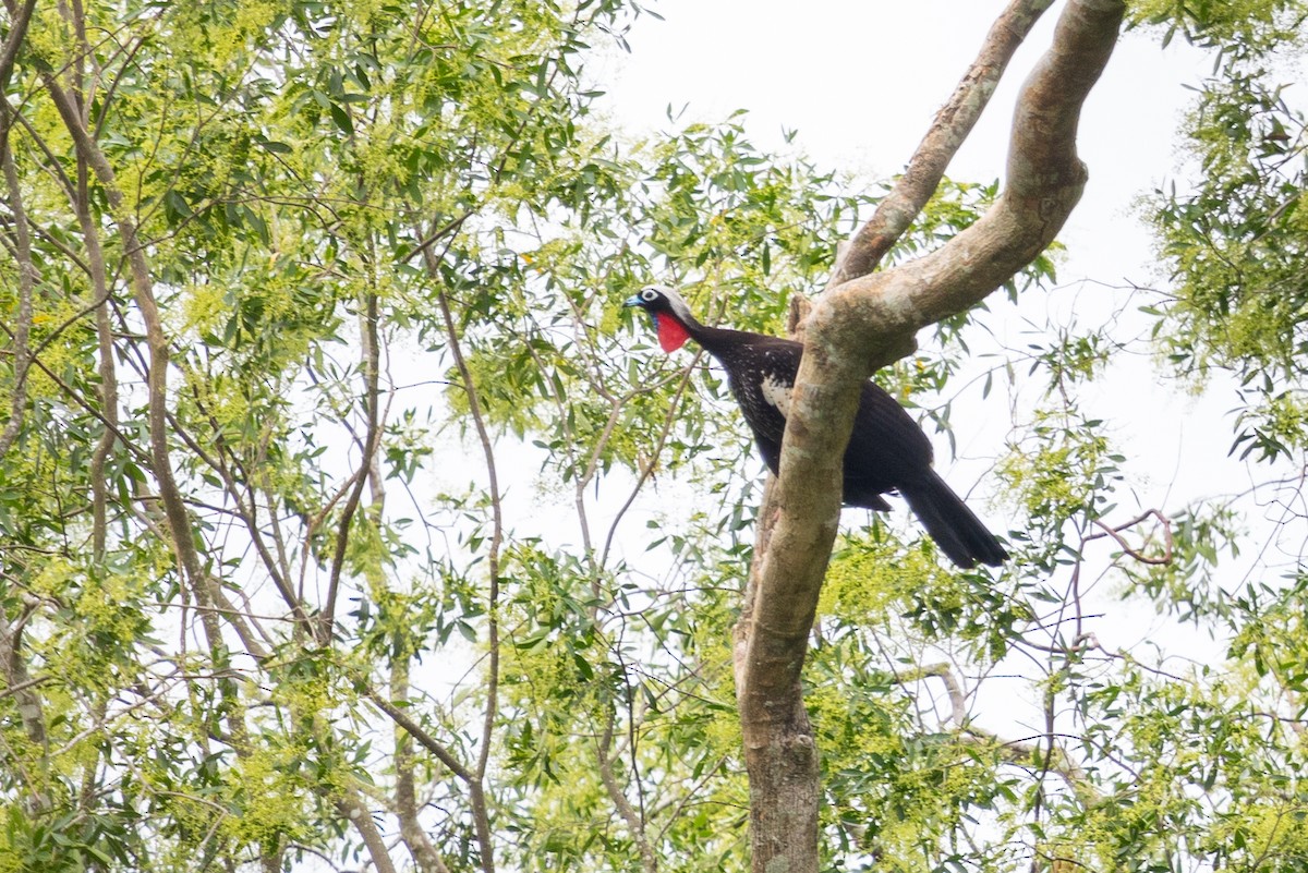 Black-fronted Piping-Guan - ML646395733