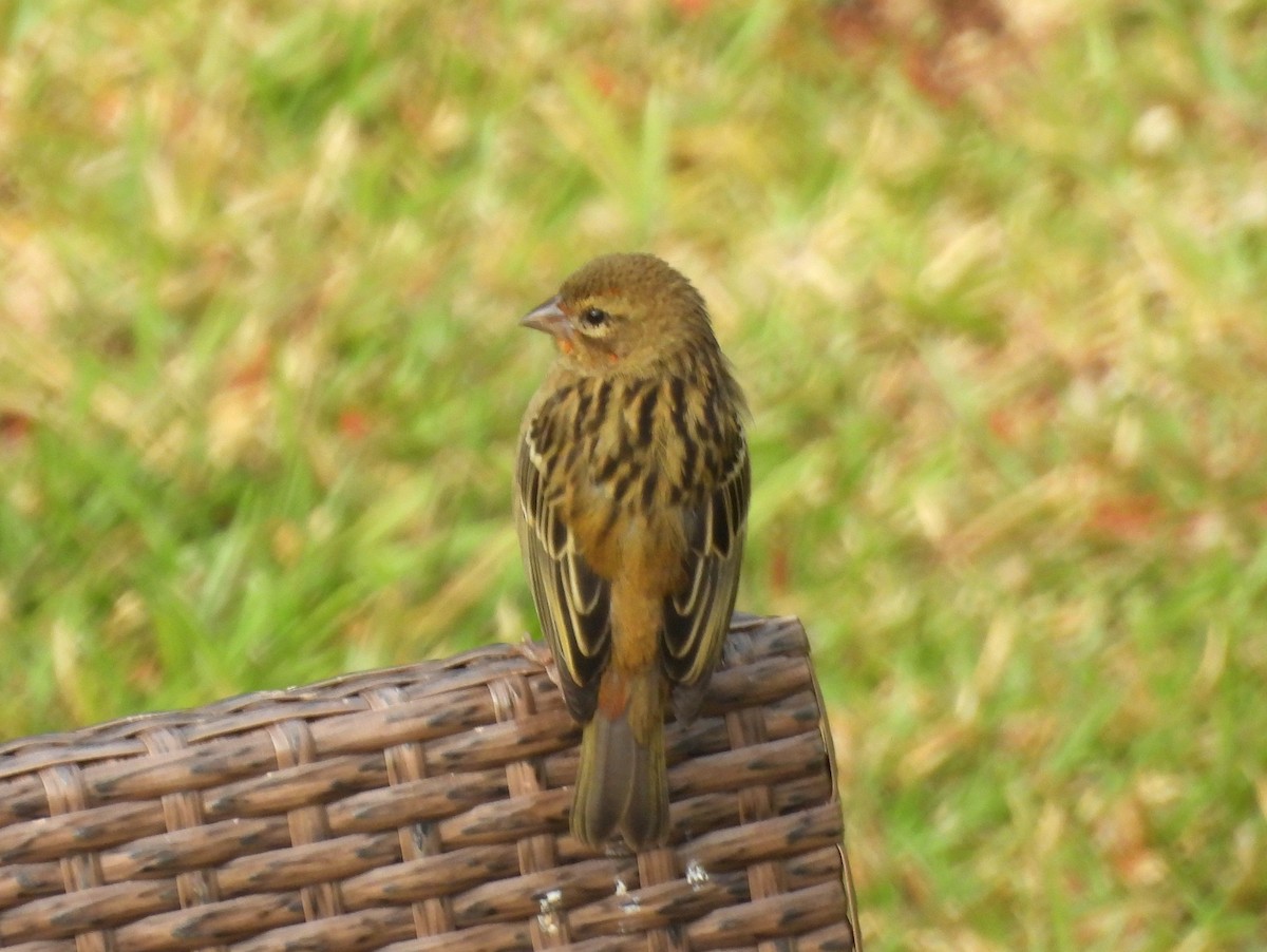 Red Fody - ML646395735