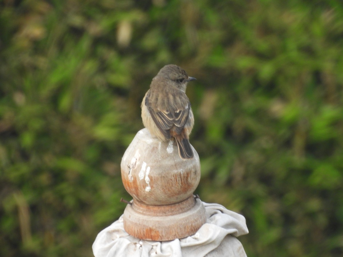 House Sparrow - ML646395736