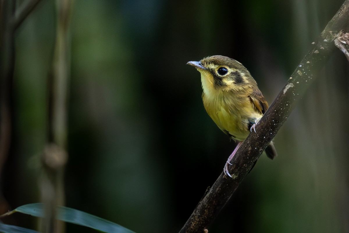 White-throated Spadebill - ML646395739