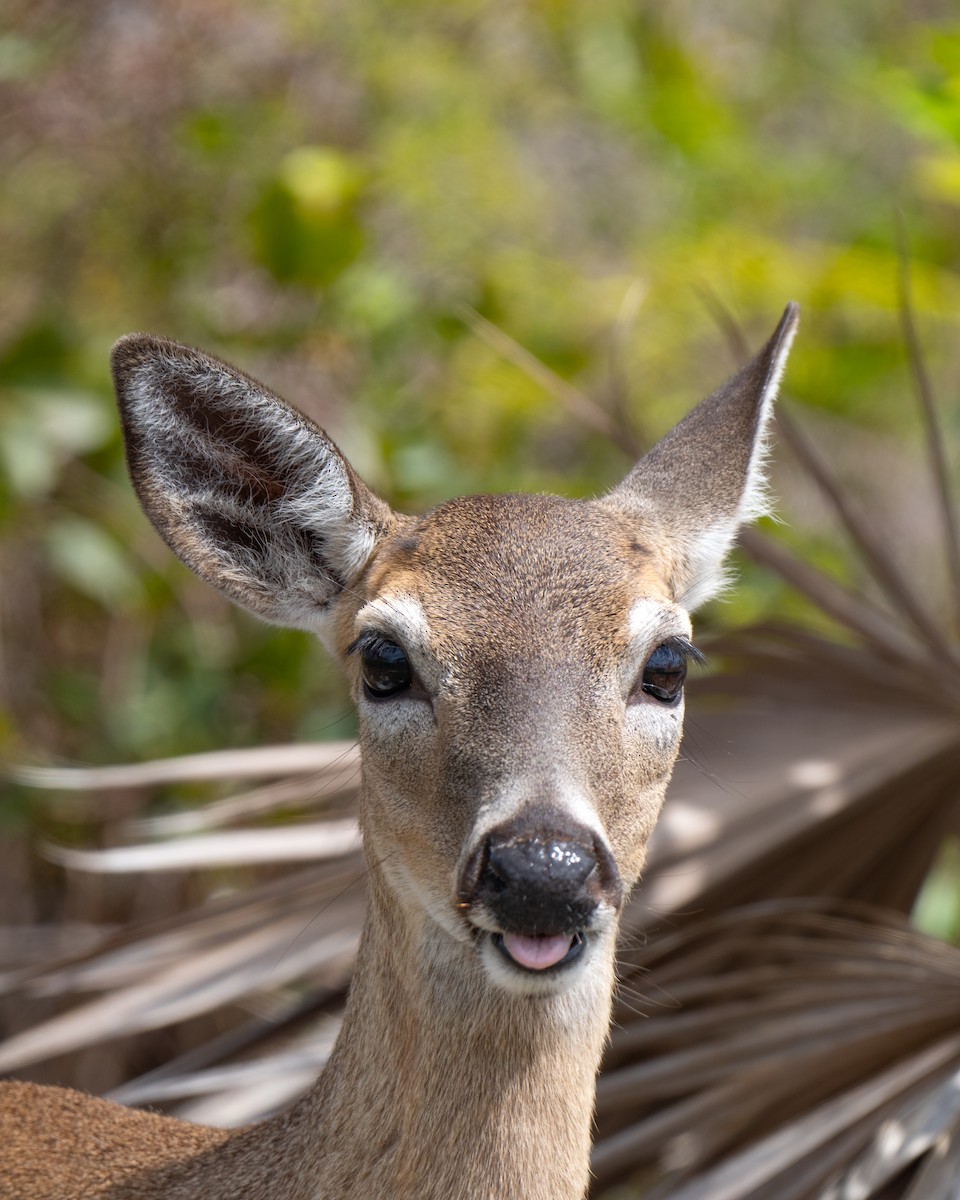 Key Deer - ML646395740