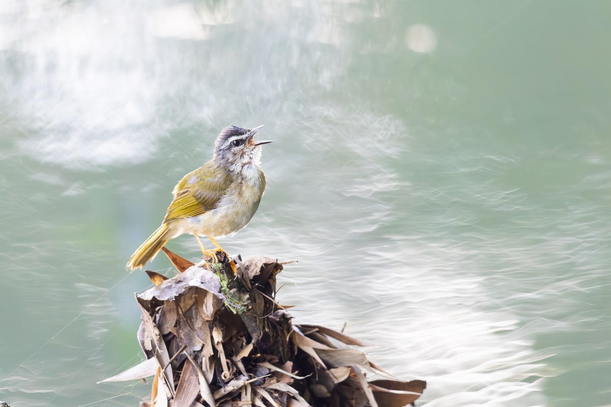 Riverbank Warbler - ML646395741