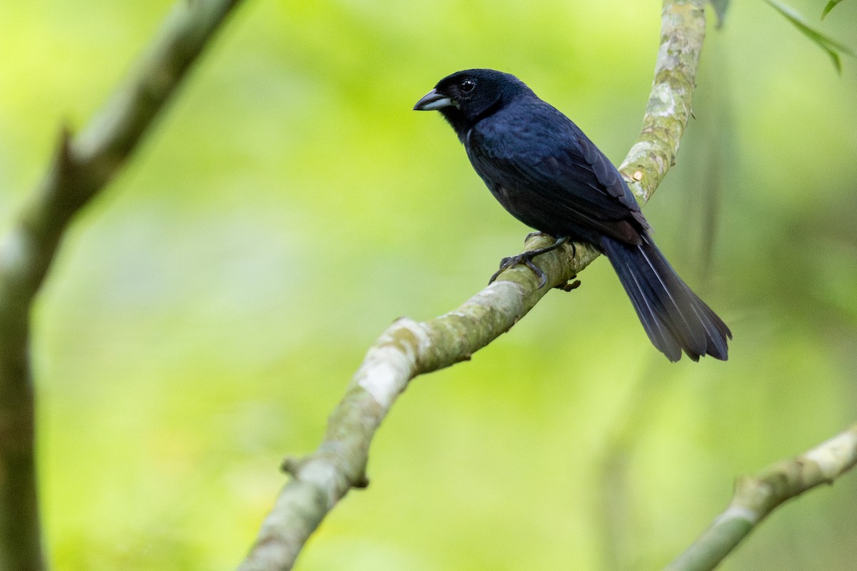 Ruby-crowned Tanager - ML646395742