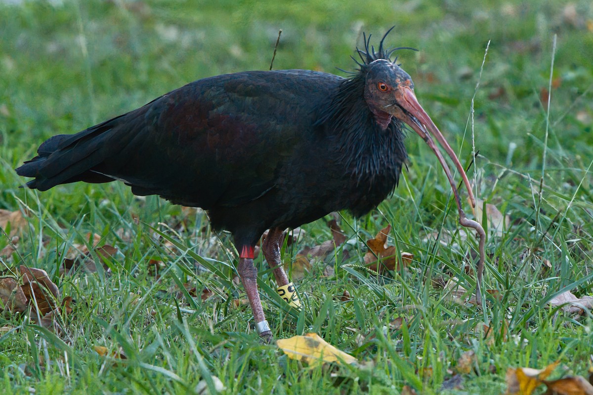 Northern Bald Ibis - ML646395744