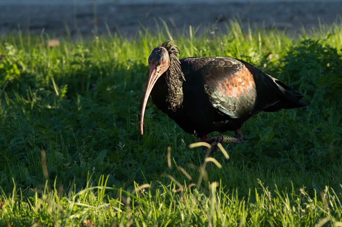 Northern Bald Ibis - ML646395745