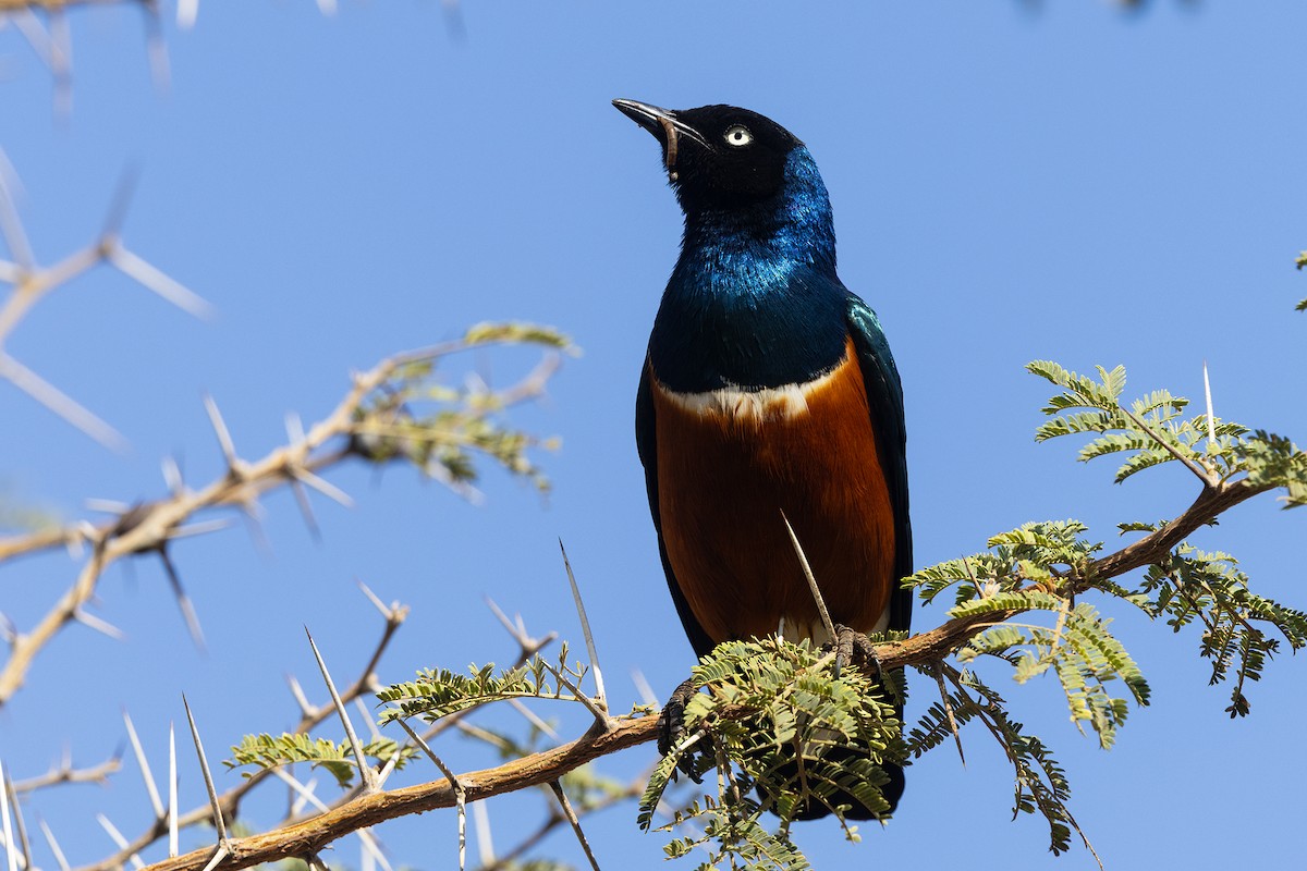 Superb Starling - ML646395747