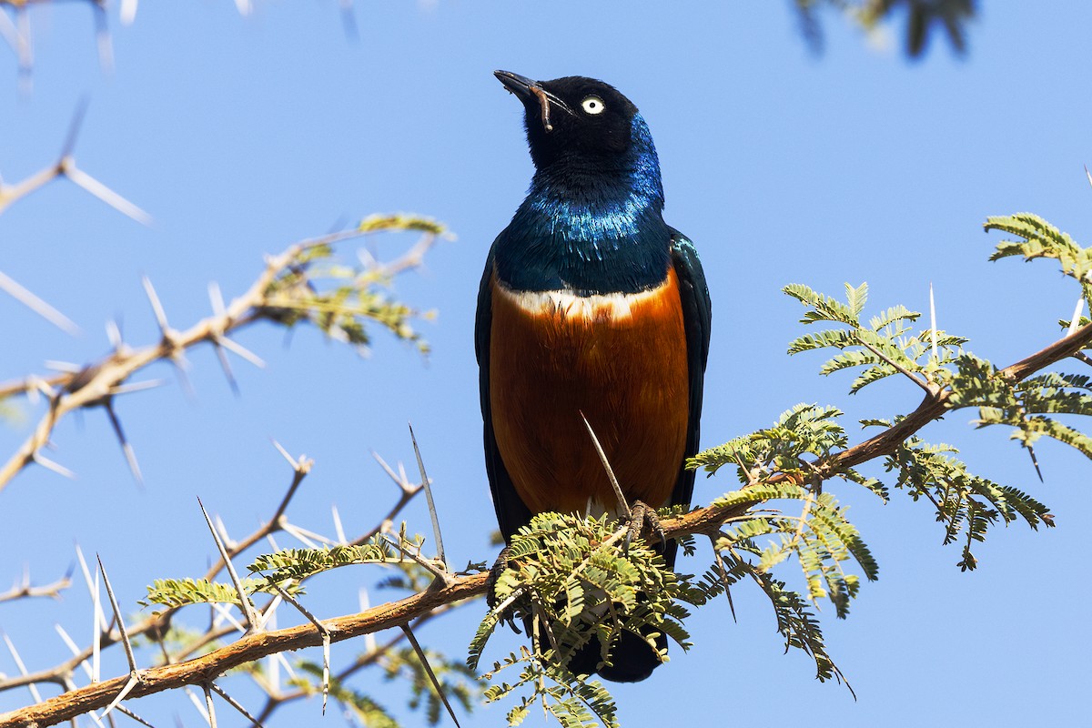 Superb Starling - ML646395748