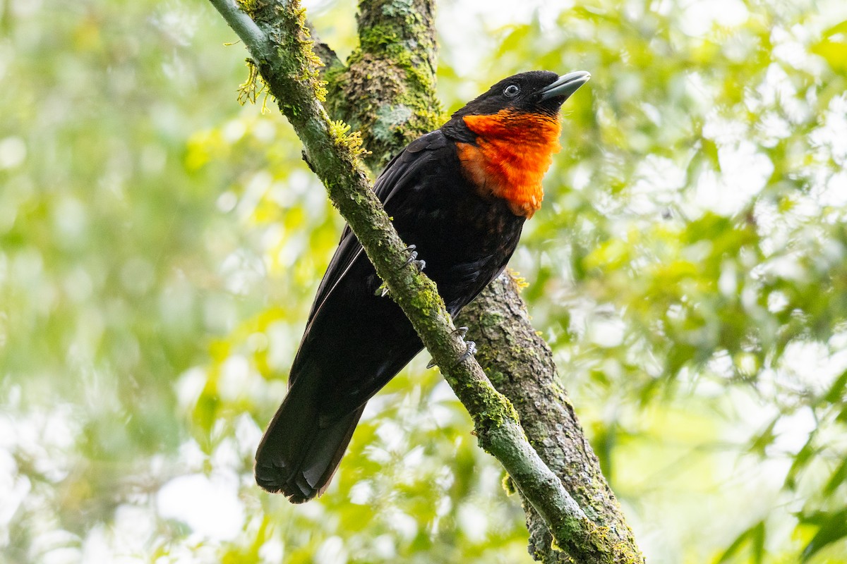 Red-ruffed Fruitcrow - ML646395749