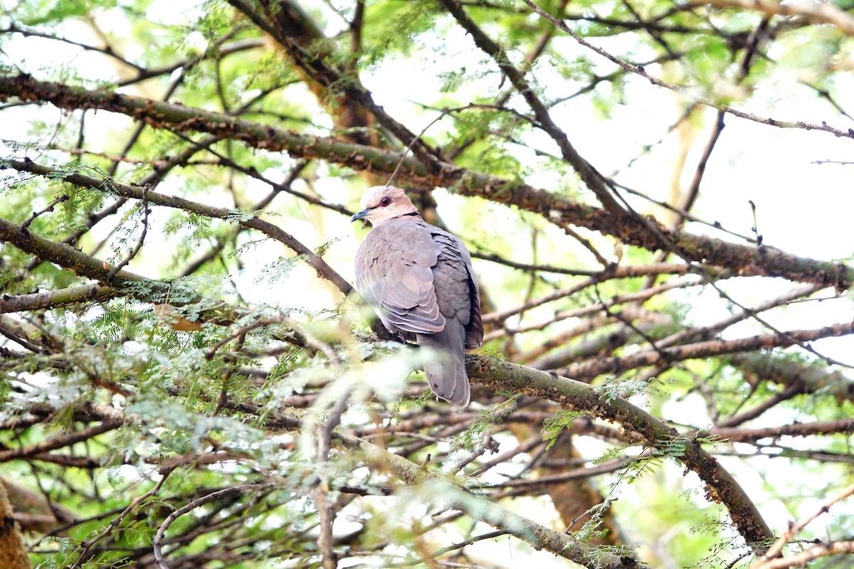 Red-eyed Dove - ML646395751