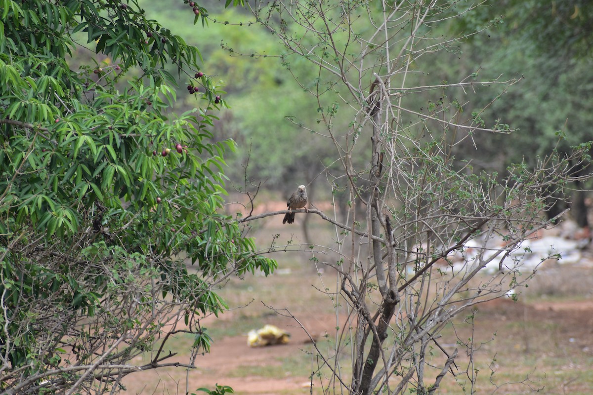 Yellow-billed Babbler - ML646395754