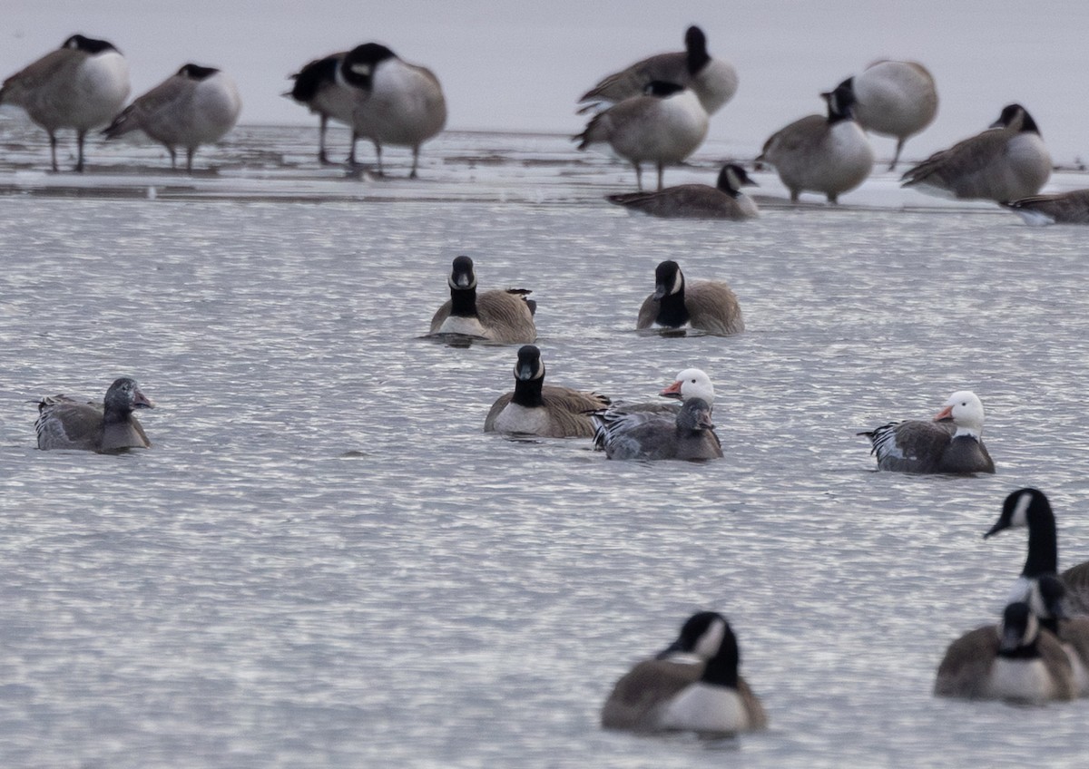 Snow Goose - ML646395755
