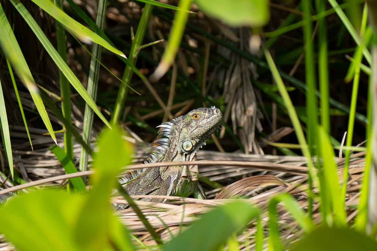 Green Iguana - ML646395756