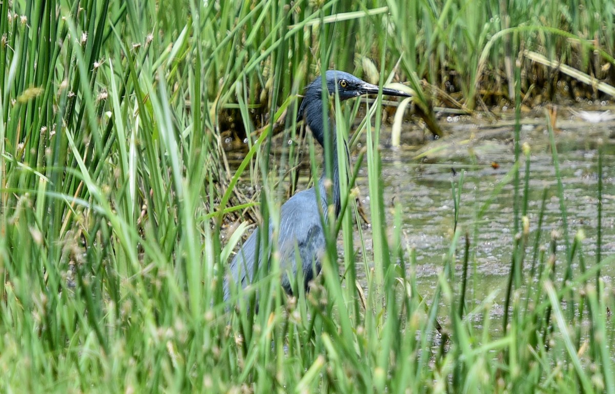 Al Gerdanlı Balıkçıl - ML646395758