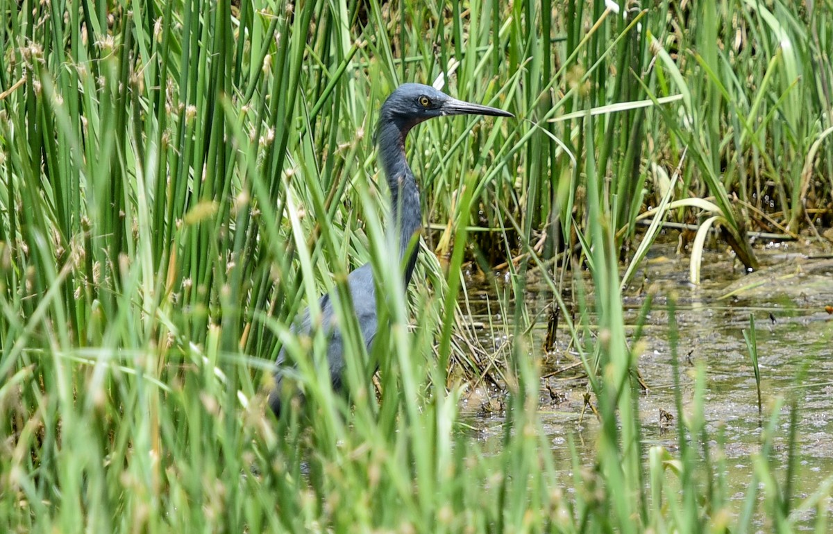 Al Gerdanlı Balıkçıl - ML646395760