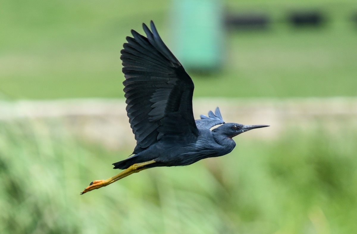 Al Gerdanlı Balıkçıl - ML646395761