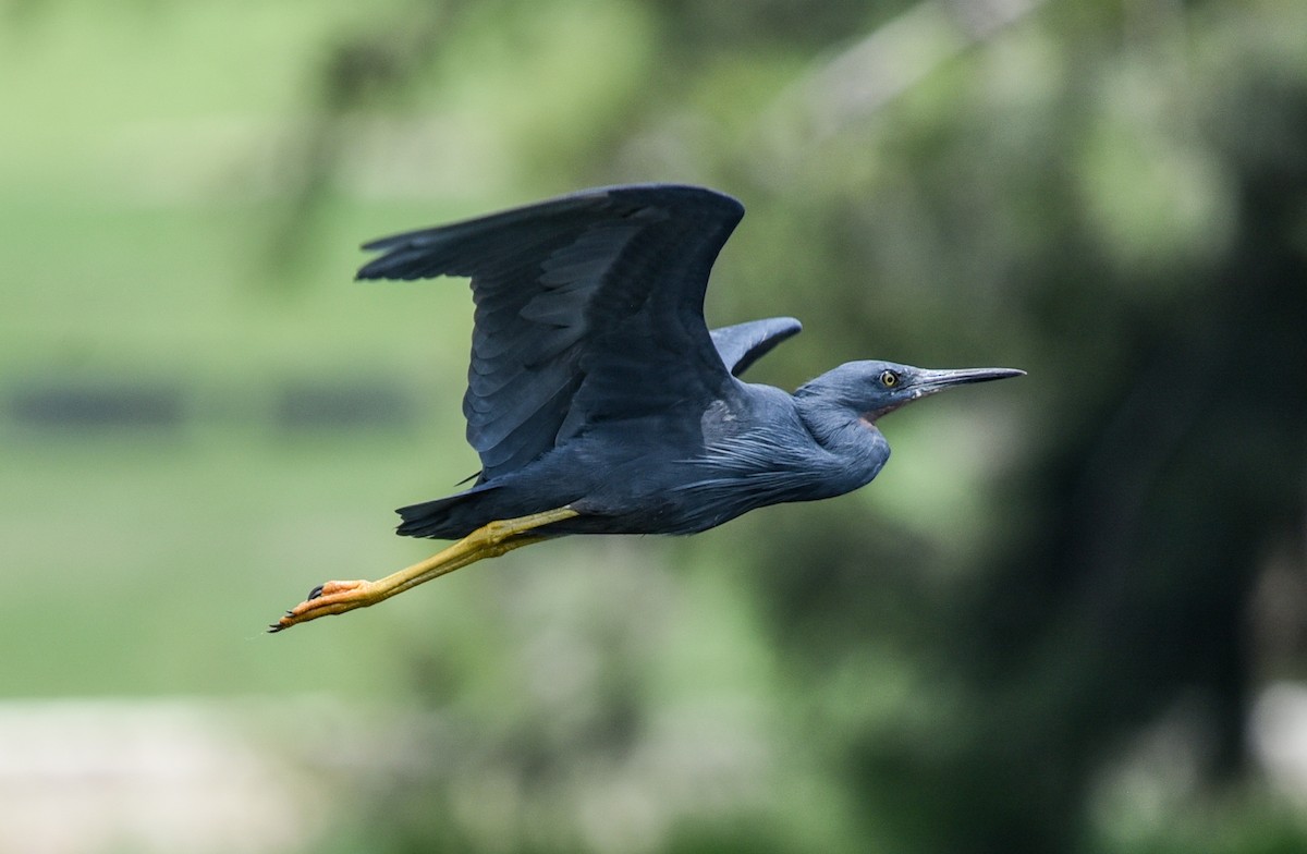 Al Gerdanlı Balıkçıl - ML646395762