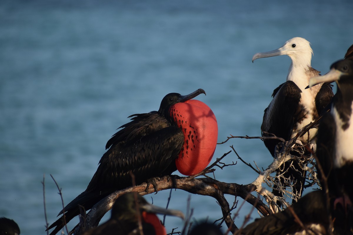 fregatka vznešená - ML646395766