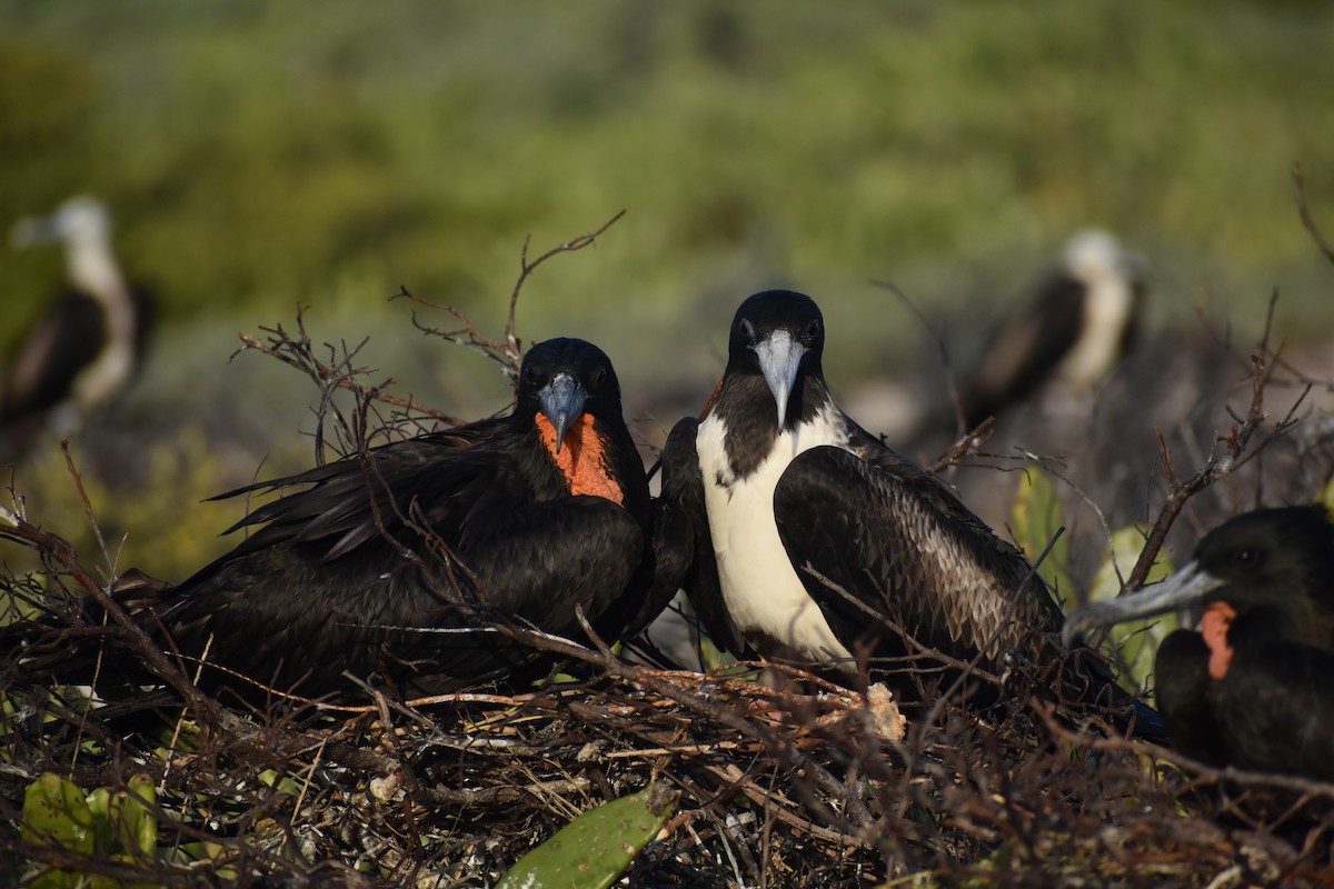 fregatka vznešená - ML646395767