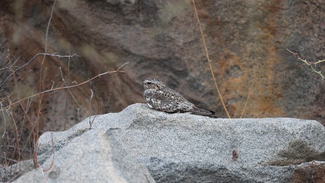 Lesser Nighthawk - ML646395772