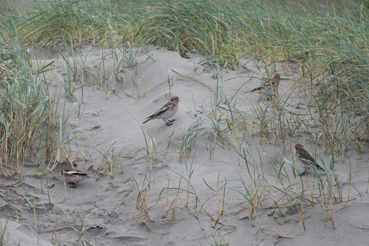 Snow Bunting - ML646395773