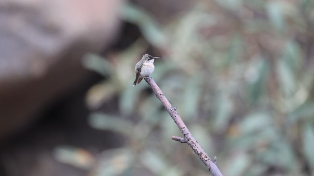 Peruvian Sheartail - ML646395775