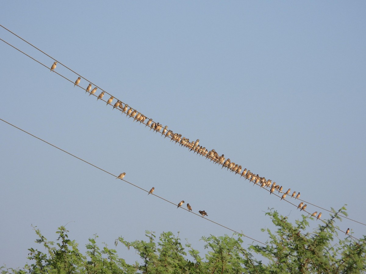 Black-breasted Weaver - ML646395776