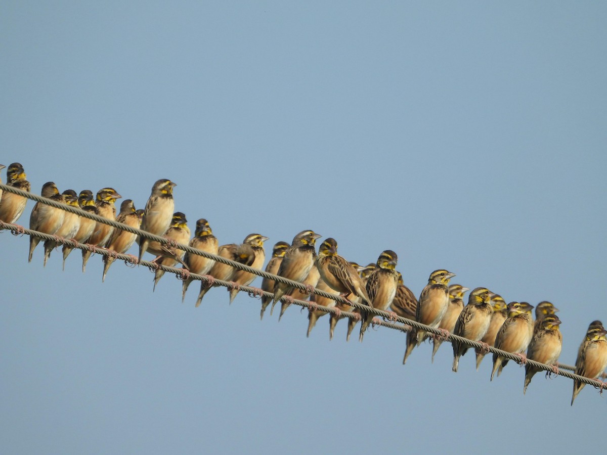 Black-breasted Weaver - ML646395777