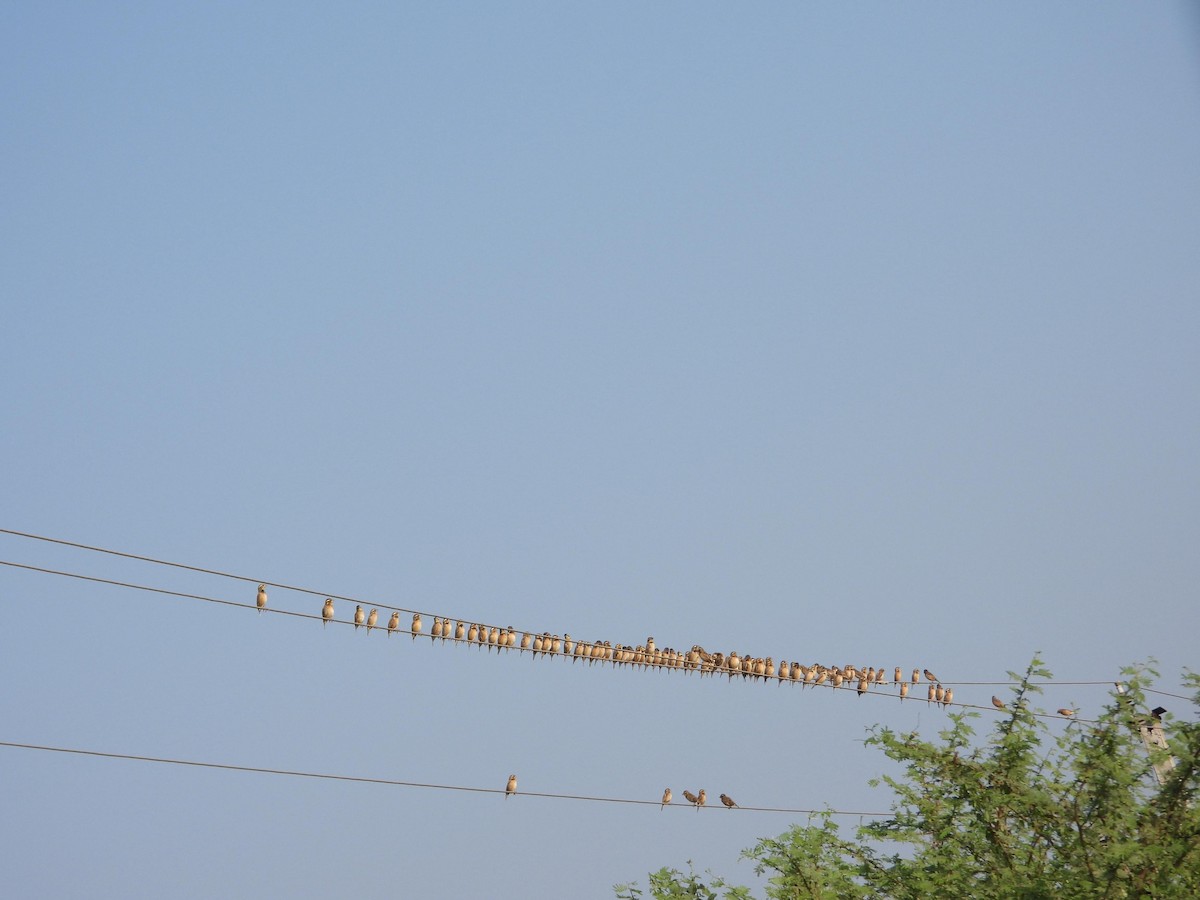 Black-breasted Weaver - ML646395778