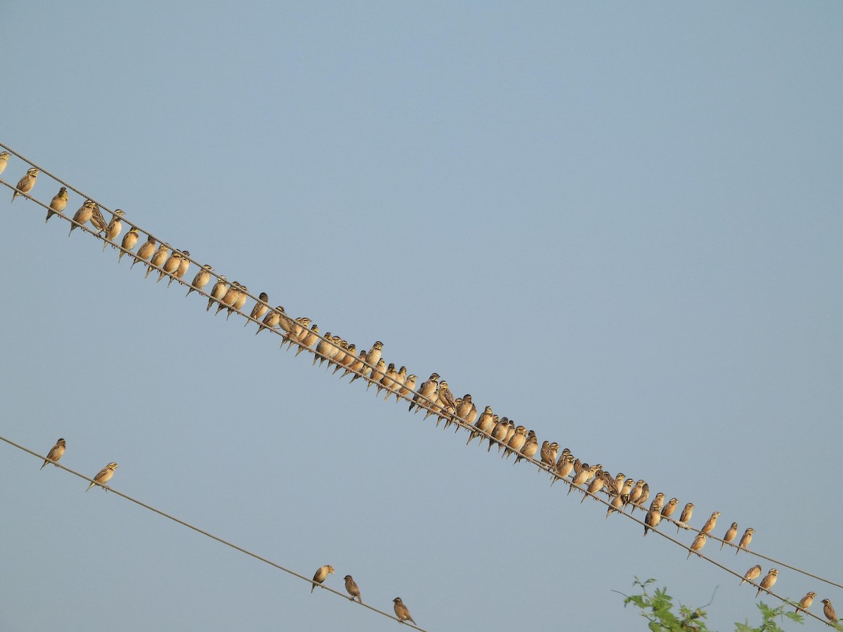 Black-breasted Weaver - ML646395779