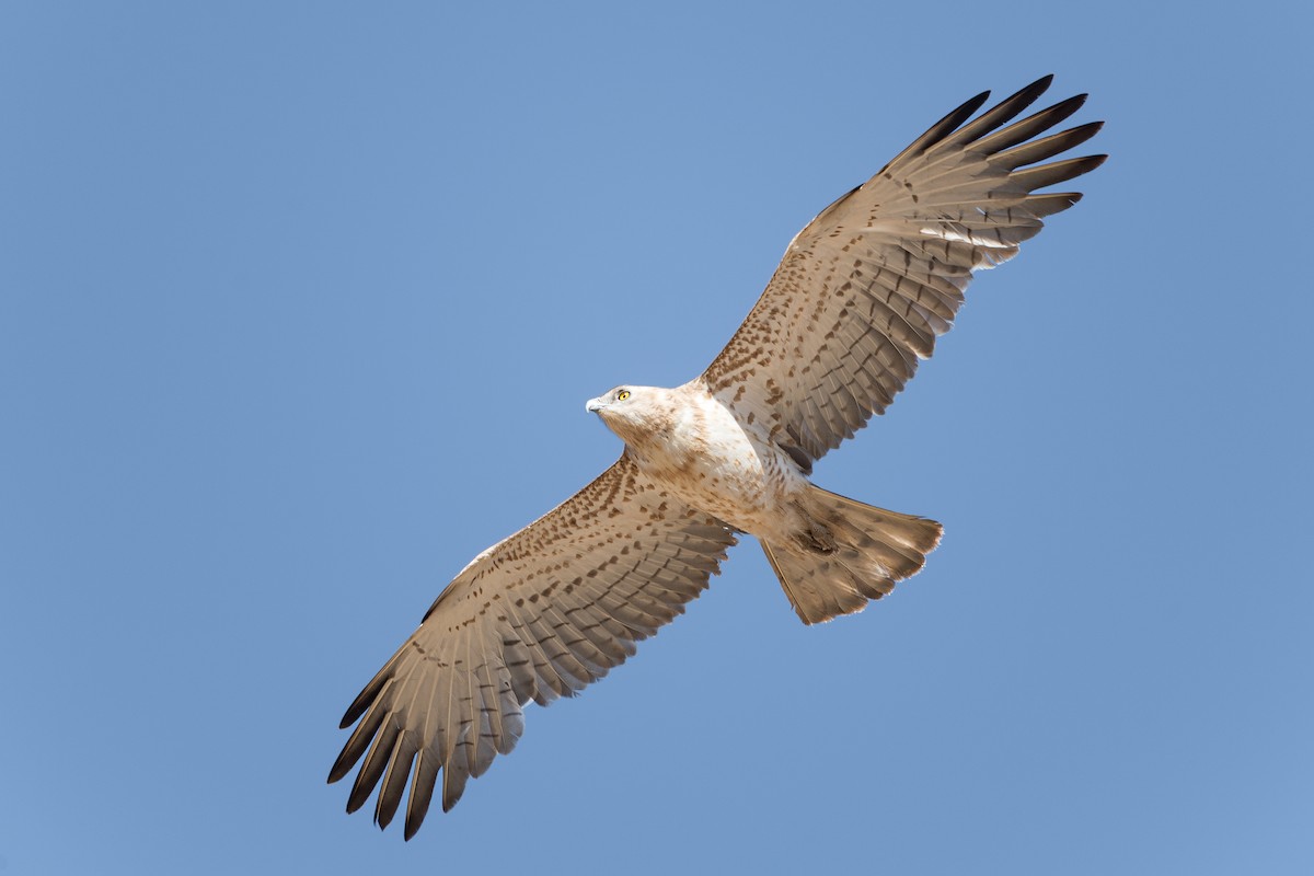 Short-toed Snake-Eagle - ML646395780