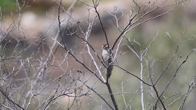 Scarlet-backed Woodpecker - ML646395781