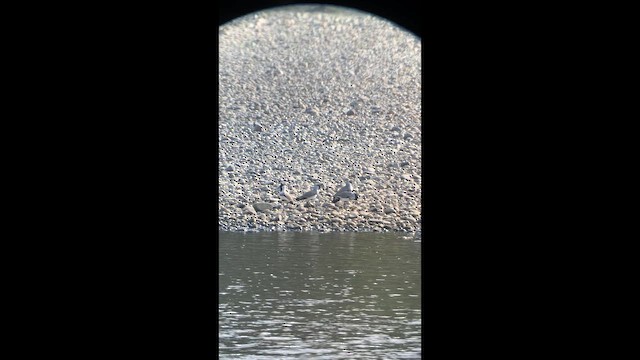 River Lapwing - ML646395782