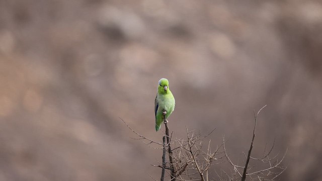 Pacific Parrotlet - ML646395784