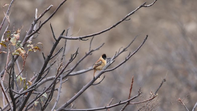 Collared Antshrike - ML646395785