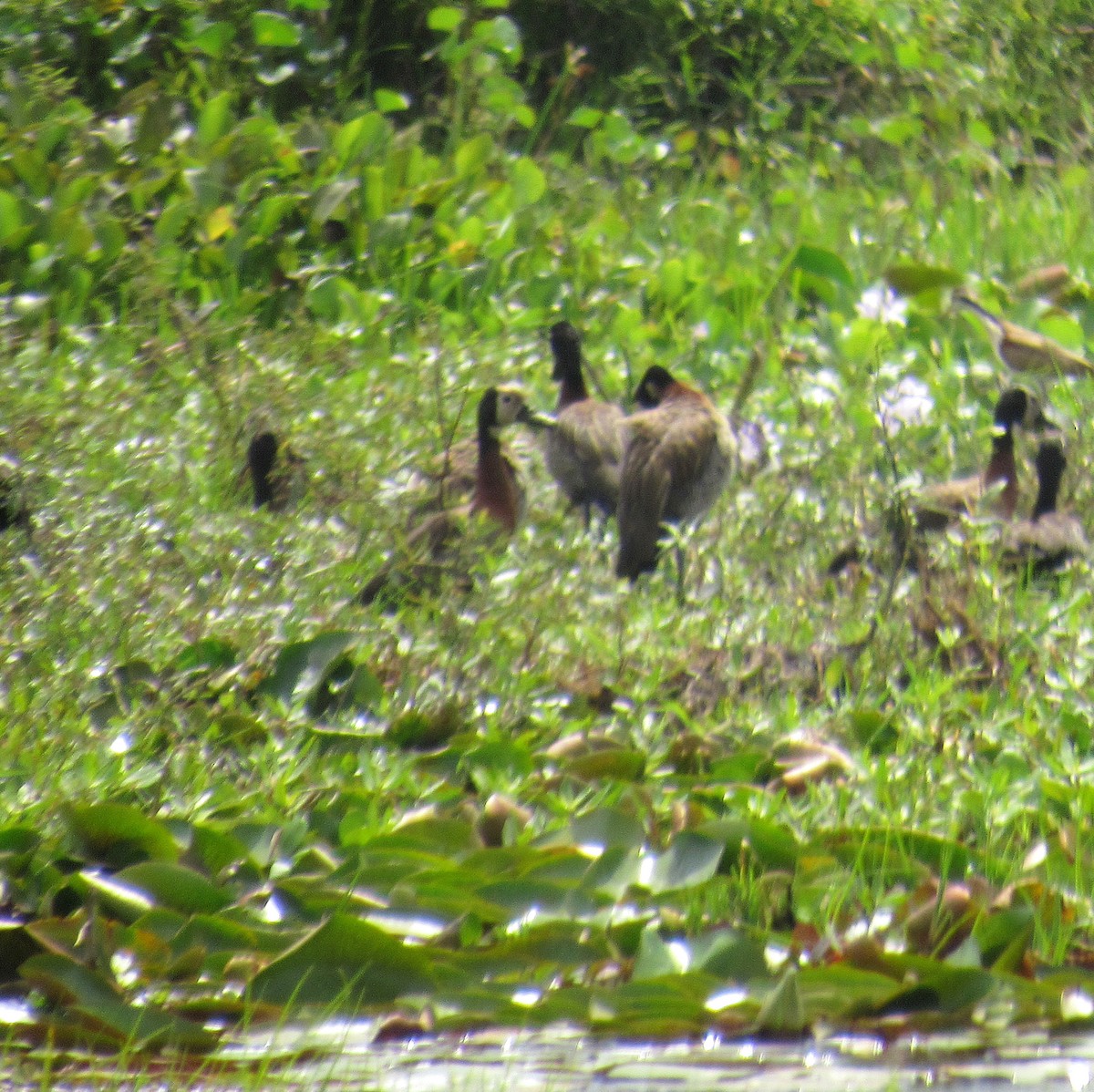 White-faced Whistling-Duck - ML646395786