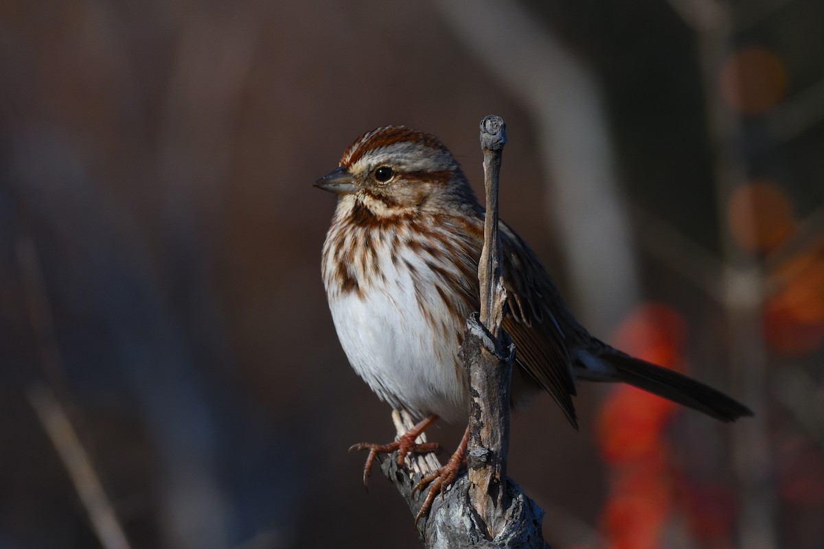 Song Sparrow (melodia/atlantica) - ML646395792