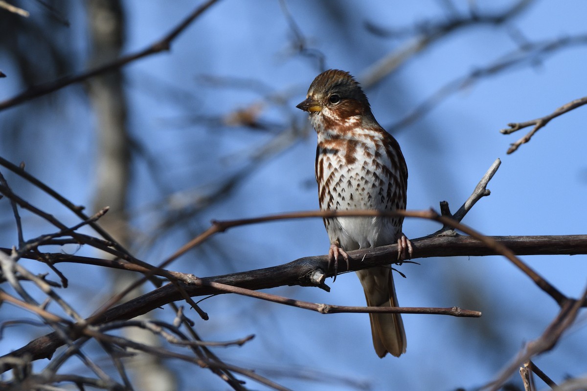 Fox Sparrow (Red) - ML646395795
