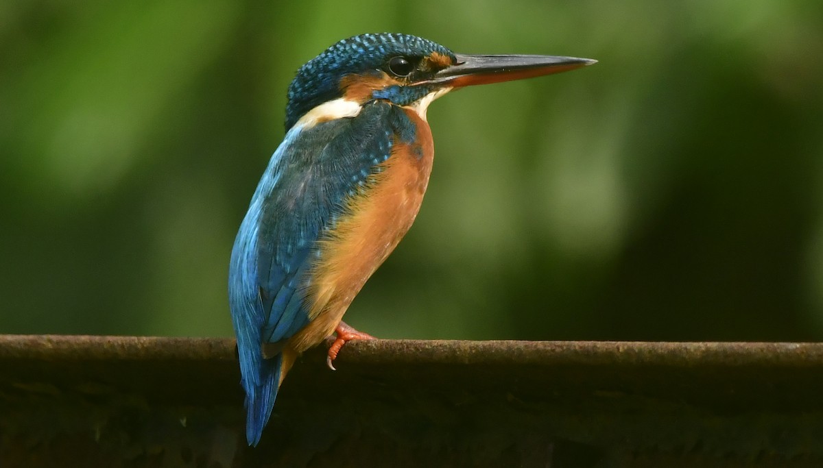 Common Kingfisher - ML646395796