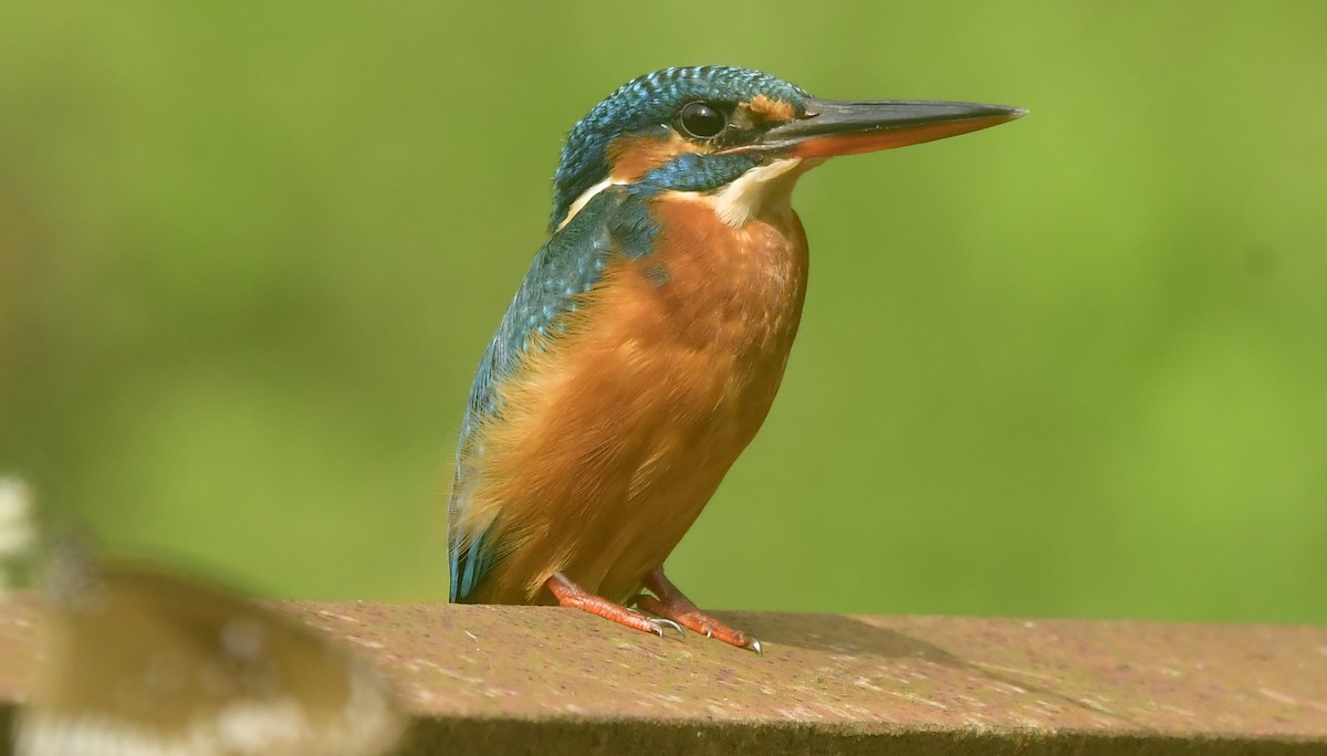 Common Kingfisher - ML646395797