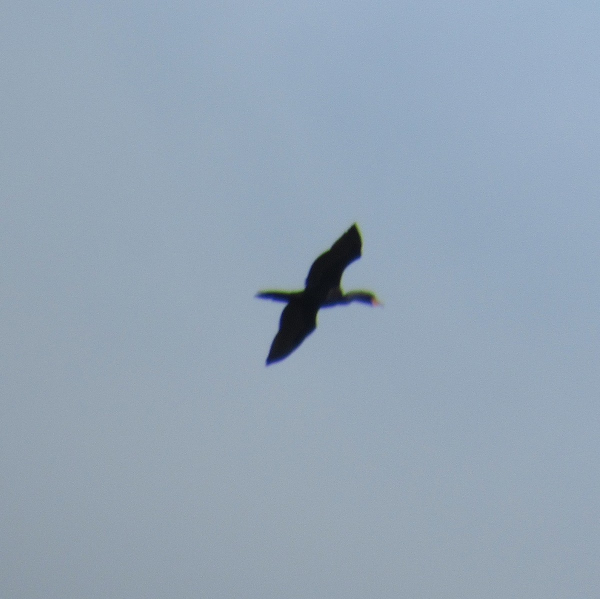 Neotropic Cormorant - ML646395799