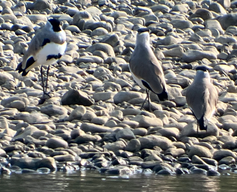 River Lapwing - ML646395800