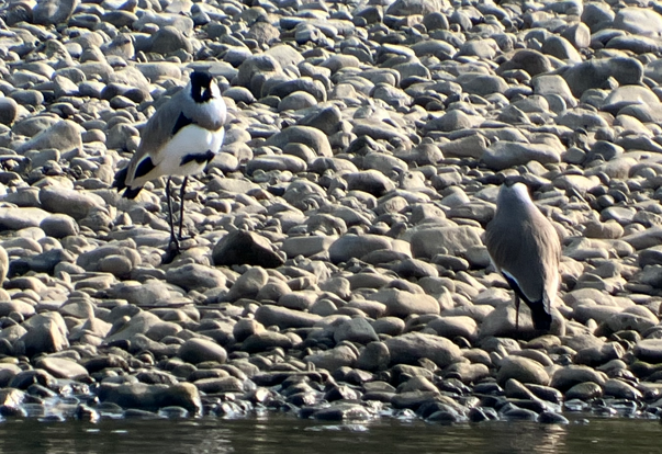 River Lapwing - ML646395801