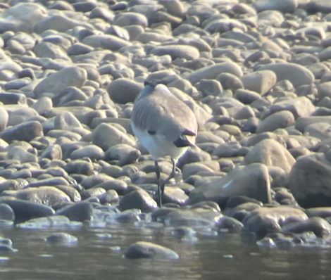 River Lapwing - ML646395803