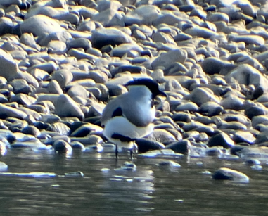 River Lapwing - ML646395804