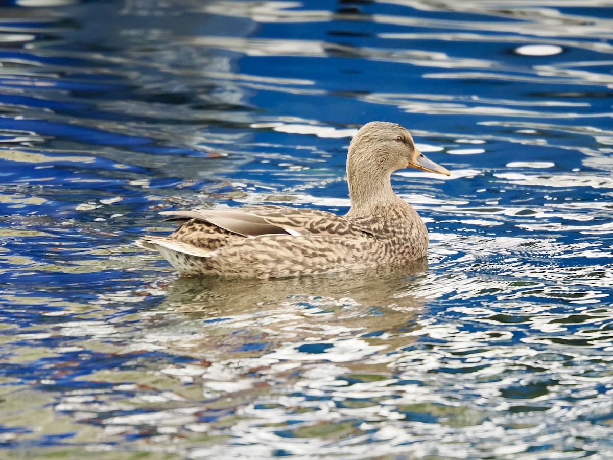 Mallard - ML646395805