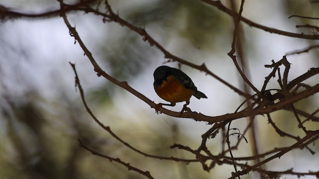 Tropical Parula - ML646395806