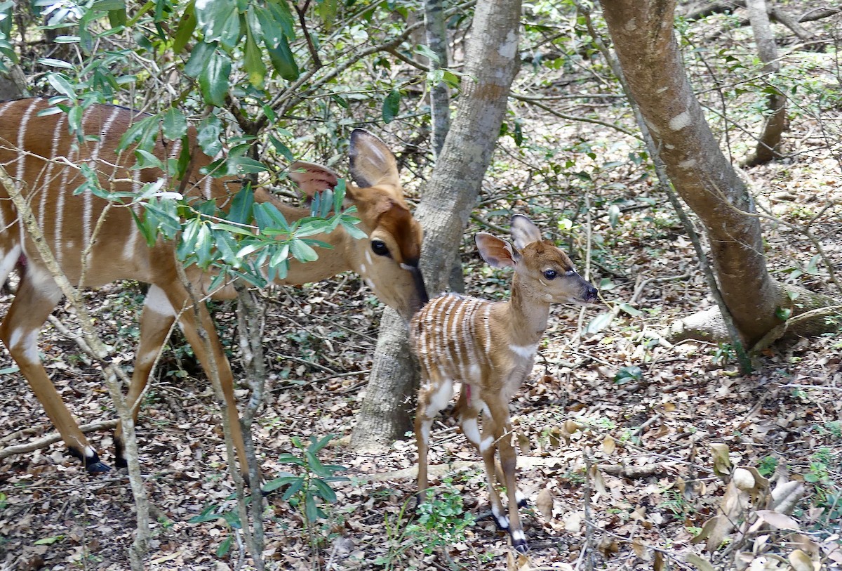Ньяла - ML646395807
